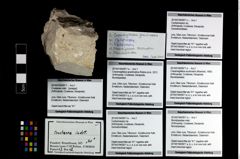 Foto (Objekt + Etikett) von Munidopsidae indet.  (NHMW-GEO-2014-0194-0971e)